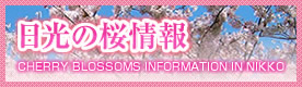 日光の桜情報