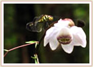 Nikko Botanical Garden