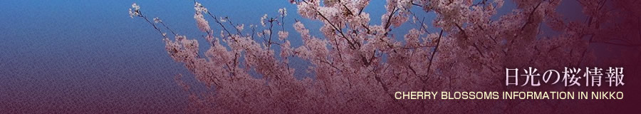 �����̍���� CHERRY BLOSSOMS INFORMATION IN NIKKO